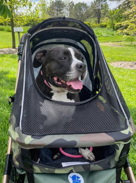 pittie tri 3 .jpg